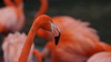 tropft Flamingo