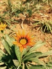 Baby Sonnenblume