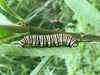 Monarch Schmetterling Raupe