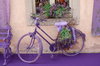 Lavendel Fahrrad