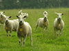 Neugierige Schafe