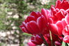 Rote Tulpen in Lisse