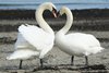 Liebe Swan
