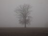 Baum im Nebel
