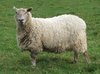 Frühling Schafe