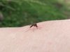Mosquito Fütterung