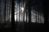 dunklen Wald