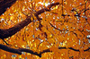 Cherry Tree in Fall-Farben