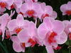 eine Orchidee in pink