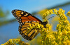 Monarch-Schmetterling