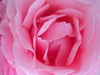 rosa Rose