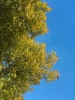 Bäume & sky 1