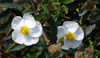weiße Blumen in einem Garten