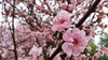 Pflaumenblüte 2