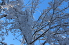 Adirondack Winter Baum