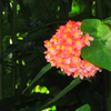 blühenden ixora