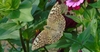 Schmetterling