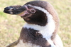 schwarz-footed Pinguin-Nahaufnahme