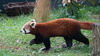 roter Panda