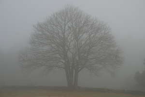 Foggy Baum