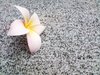 Frangipani auf Granit 4
