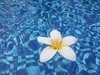 Frangipani in Water 2