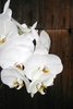 Orchid Vergnügen