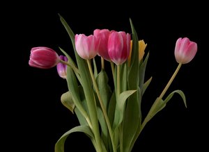 Blumenstrauß aus Tulpen