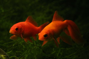 Zwei Goldfish