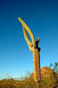 Saguaro cactus 4: 