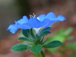 Blaue Blume 2