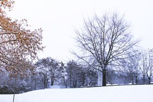 Baum unter Schnee