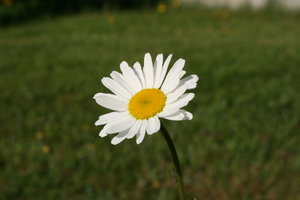 Sommer Daisy 1