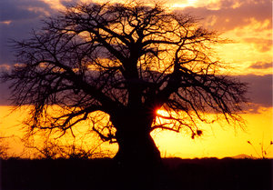 Afrika Sonnenuntergang 1: 