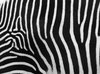 Zebra-Streifen