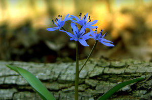 Blaue Blume Frühling
