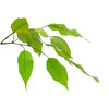 Ficus Blätter