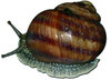 Schnecke