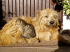 Hund und Katze