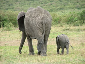 Elefanten nach Hause