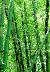 Bambus: 