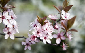 Frühlingsblumengestecke