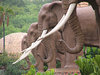 Elephant Statuen