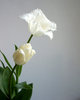 weiße Tulpe 2