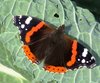 Schmetterling auf Kohlblatt
