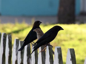 Freunde der Vögel