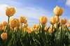 Tulpen