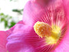 Hibiscus_1