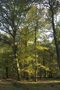 Herbstwald: 