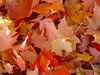 Hintergrund der Herbst-Blätter